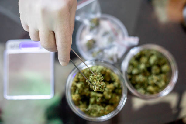 Legalization of Medical Cannabis
